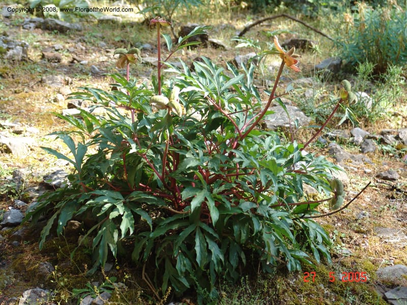 Paeonia clusii ssp clusii--Crete. Samaria Gorge. 27 May 05. 046.jpg