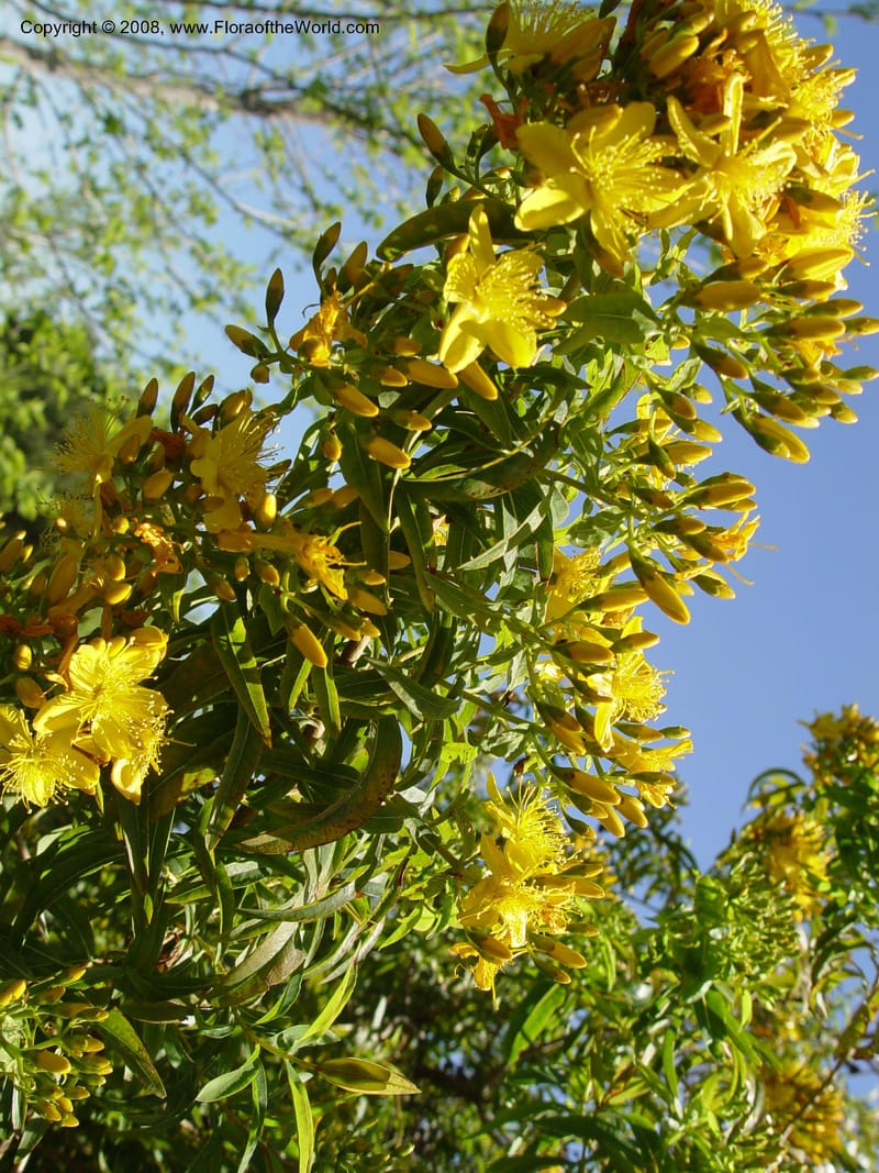 Hypericum canariense, 1999.00564--Spain. Barcelona Bot. Gard. 19 Apr 04. 028.jpg