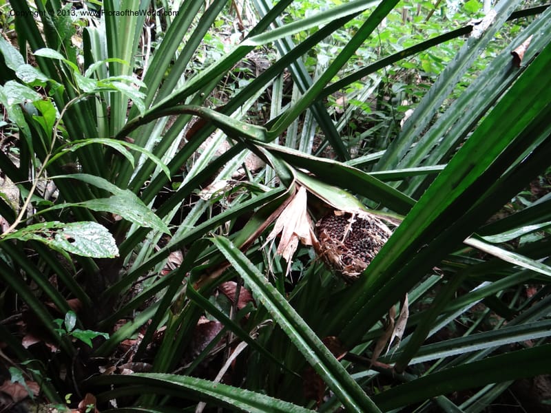Pandanus acaulescens, Callmander 1040--Thailand. Chiang Mai Prov. Doi Suthep Pui Nat. Park. 7 Nov 2012. DSC07362 (331).JPG