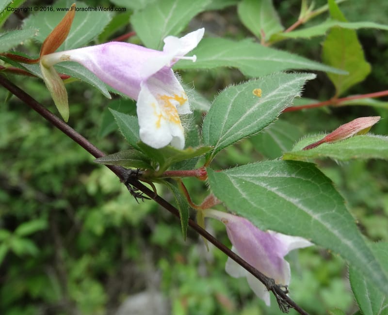 Abelia macrotera, Boufford, D 43692--China. Sichuan. LongDongZhen on Rd. to LeiYuan Shan. 13 May 2014. DSC05860 (180).JPG