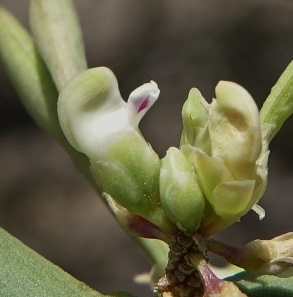 Bredemeyera colletioides, Fortunato 13068--Argentina. Hwy 60, rocky river channel. 3 Feb 2018. DSC08172 (79).JPG