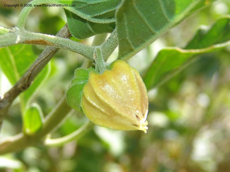 Withania somnifera--So.Africa. E. Cape. R58 SE of Lady Grey. 10 Mch 05. 019.jpg