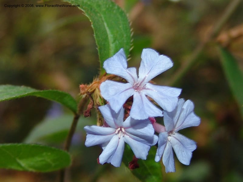 Ceratostigma willmottianum, 98.0698--CA. UC Berkeley Bot. Garden. 8 Dec 06. 212.jpg