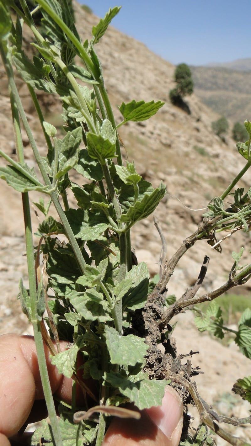 Nepeta, A. G. Miller 133.10--Iraq. Kurdistan. Shakh-i Pira Magun. Gueza Khan. 11 June 2010. 134 (2).jpg