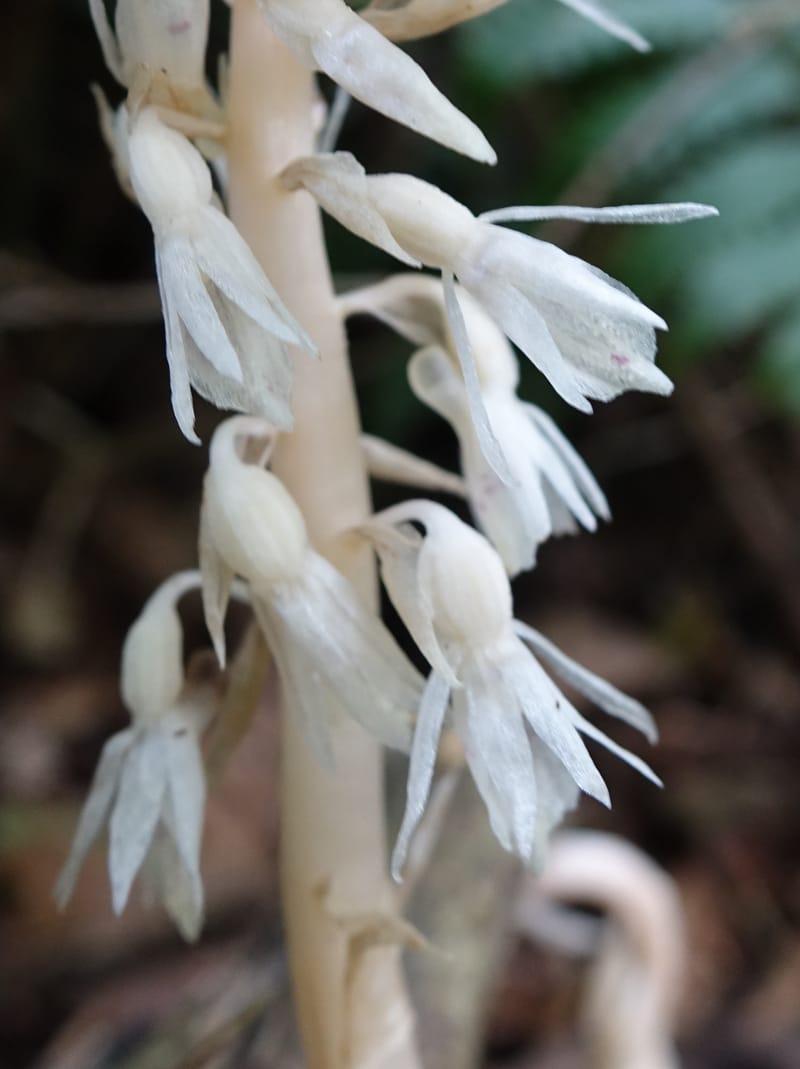 Epipogium roseum, Chung Kuo-Fang 3342--Taiwan. YangMing Shan Nat. Park. 18 May 2016. DSC02685 (220).JPG