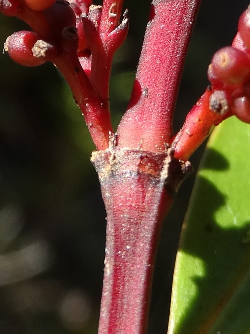 Ascarina rubricaulis, Lowry, P 7372--New Caledonia. Mont Dzumac. 12 Nov 2015. DSC01563 (32).JPG