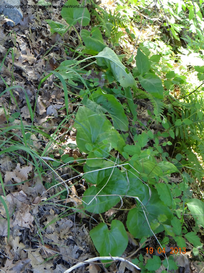 Asarum sp. unk., Davidson, C 12133--USA, California, Nevada Co. 19 Apr 2013  0152 (2).JPG