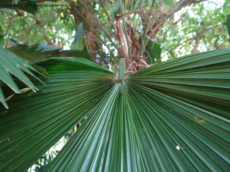 Licuala grandis--Australia. Queensland. Cairns Botanic Garden. 30 Sep 2011. 087 (10).jpg