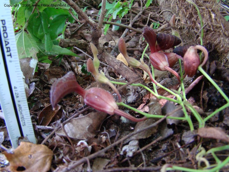 Aristolochia maxima, NMartinezM2422--MX. Chiapas. Jiquipilas. Cerro el Campanario. 14 Sep 08. 075.jpg