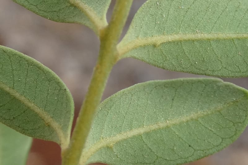 Guioa villosa, Callmander, M 1257--New Caledonia. Tiebaghi. 17 Nov 2015. DSC03437 (203).JPG