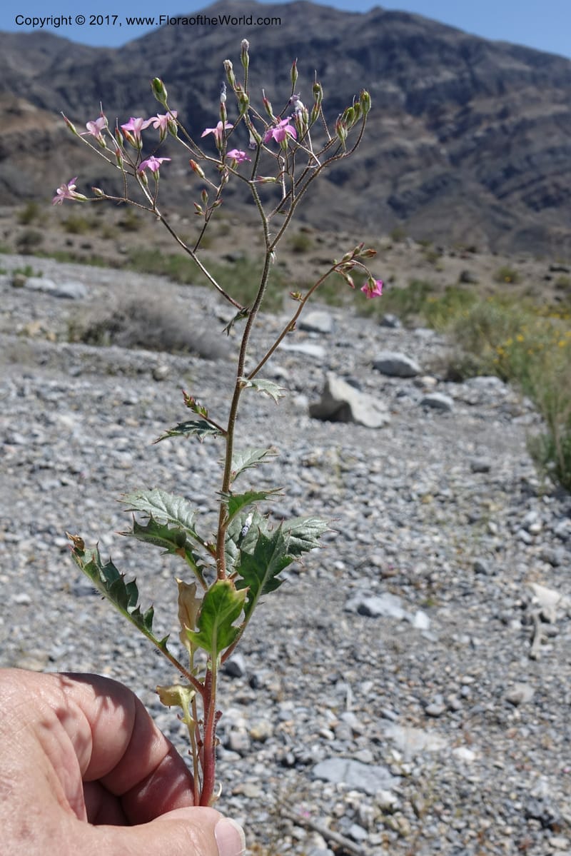 Gilia latifolia, Davidson, C 13078--California. Inyo Co. Last Chance Mts. 16 Apr 2016.  (130).JPG