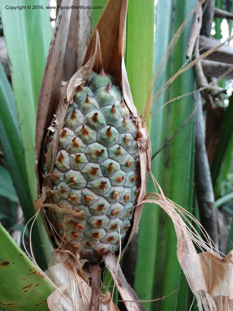 Pandanus occultus, Callmander, M 1184--Sabah. G. Silam. 1 Oct 2014. DSC00937 (19).JPG