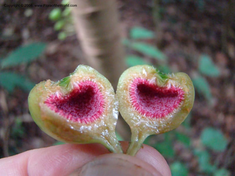 Ficus--Singapore. Bukit Timah Reserve. 8 Mch 08. 040.jpg