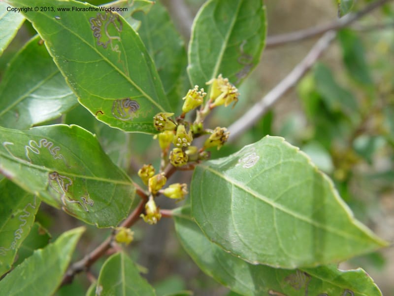 Rhamnus alaternus--Spain. Gran.Prov. 4 km S Jct. Albondon-Albunol, C333. 1 (54).jpg