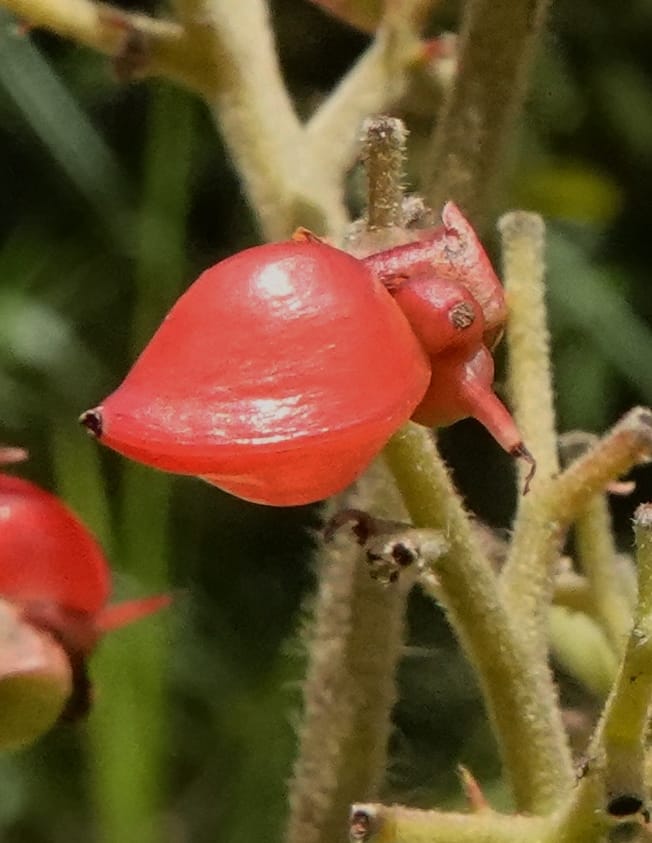 Tetracera, C. Davidson 13922--Gabon. Rd betw Kinguele and Makaban. 30 Oct 2018. DSC00492 (126).JPG