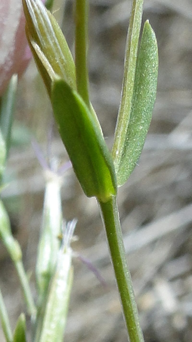 Centaurium, A. G. Miller 3.3--Iraq. Kurdistan. Zaynal, NW of Mawat. 16 June 2010. 119 (9).jpg