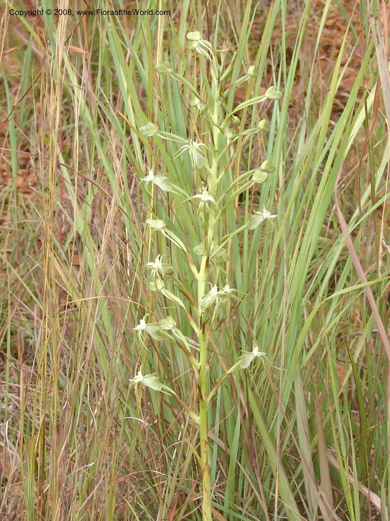 Habenaria--So.Africa. Mpumal. Moodie Mts.  18 Mch 05. 121.jpg