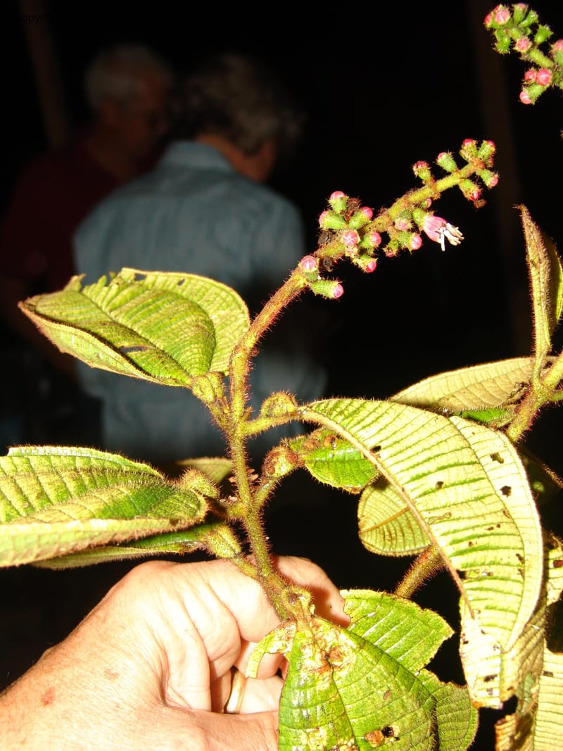Tococa, DNeill15959--Ecuador. Zam. Ch. Sanstone tepui, Cd del Condor. 23 Sep 07. 396.jpg
