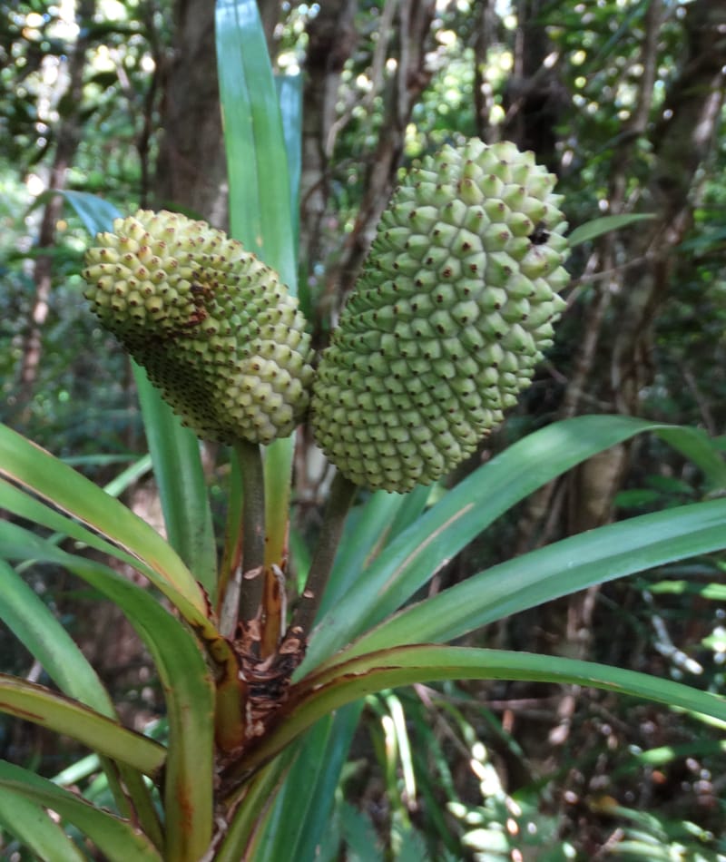 Freycinetia, Callmander, M 1234--New Caledonia. Haute Robinson. 11 Nov. 2015. DSC00909 (427).JPG