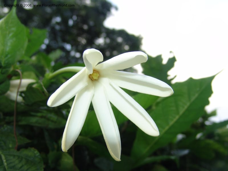Gardenia nitida--Cameroon.Limbe Botanic Garden. 12 Oct 04. 023.jpg