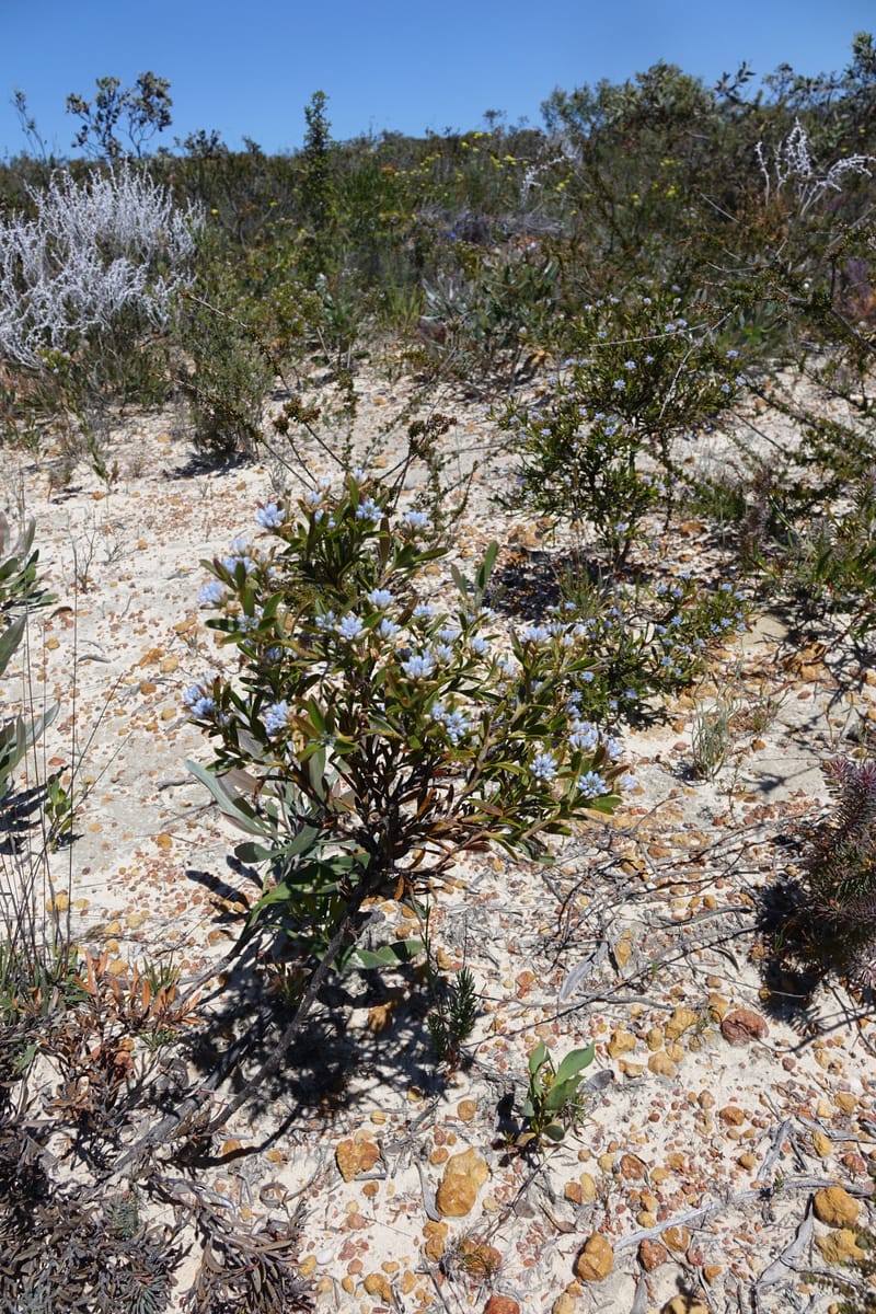 Conospermum nervosum, Davidson, C 13429--Australia. W.A. Green Head-Coorow Rd. Stop 2. 24 Oct 2016. DSC04873 (157).JPG