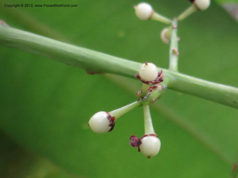 Meliosma simplicifolia, VC 5561--Thailand. Chiang Mai Prov. Doi Pha Hom Pok Nat. Park. 10 Nov 2012. DSC08349 (274).JPG