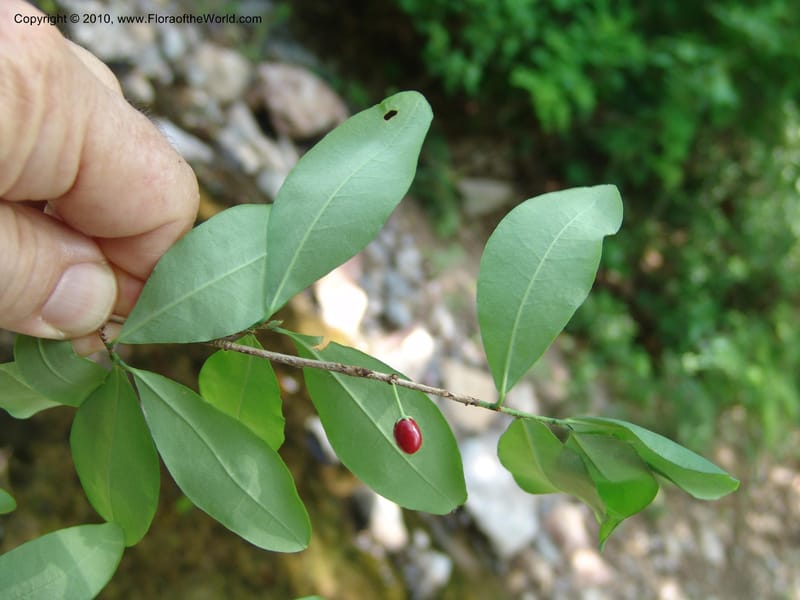 Erythroxylum havanense, R. Ramirez D. xx--MX. Jalisco. Res. Las Joyas, La Manzanilla. 1 Aug 2007. 053 (1).jpg