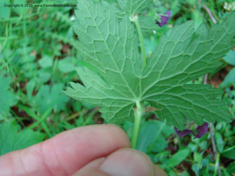 Geranium phaeum, C. Davidson 112037--Slovenia,Gorenska Region, Kamniska Bistrica, 19 May 2008 017 (7).jpg