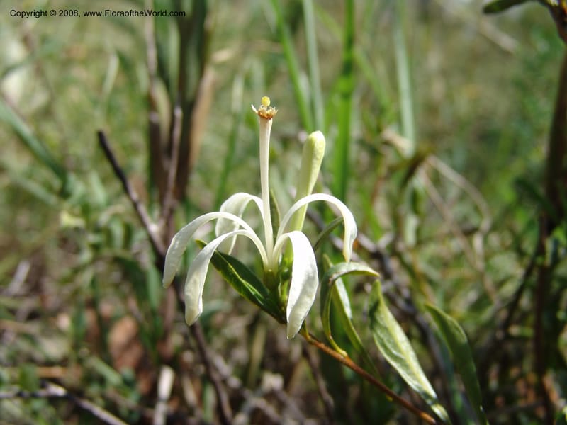Turraea obtusifolia--So.Africa. Mpumal. twd Rietfontein. 16 Mch 05. 331.jpg