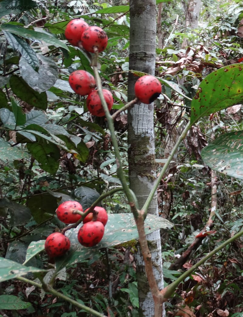 Meliosma, Davidson, C 12932--Sabah. Kinabalu Nat. Park. Nalumad Substesen. 29 Mar 2015. DSC01294 (128).JPG