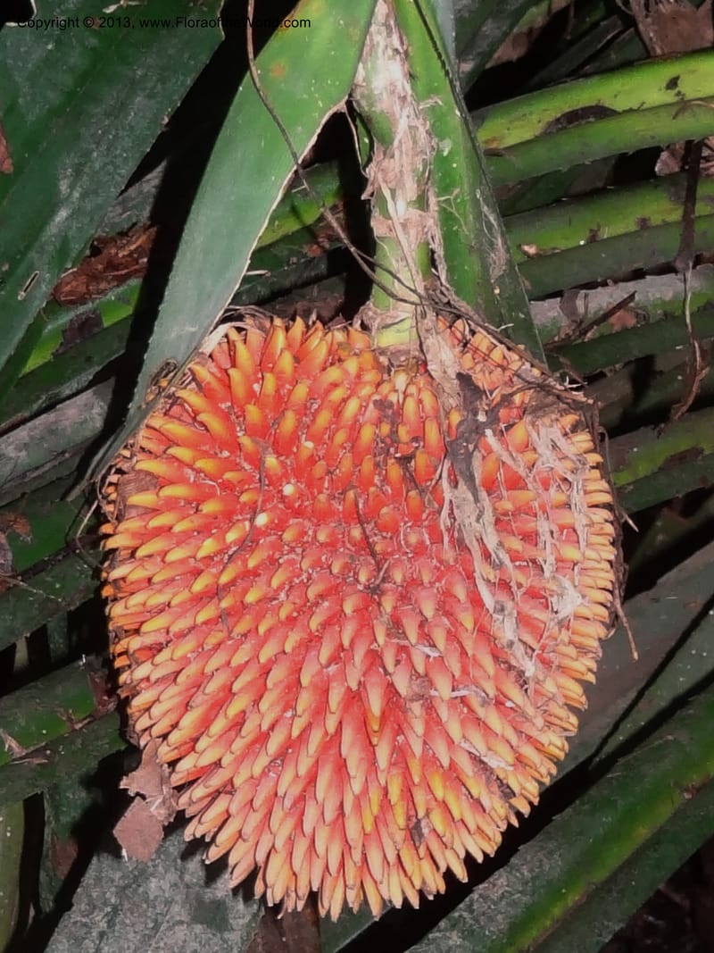 Pandanus fusinus, Callmander 1006--Sarawak. Gunong Fairy. 27 Mar 2012. DSC05525 (14).JPG