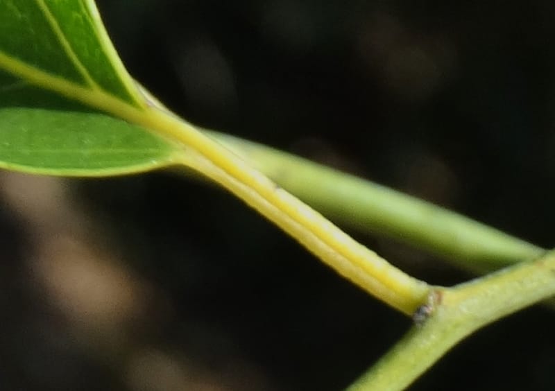Ventilago, Bruy, D 114--New Caledonia. Tina. 10 Nov 2015. DSC00610 (155).JPG