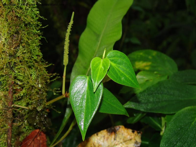 Peperomia, Croat 95716--Ecuador. Maquipucuna Biol. Res. Send. Princip. 11 Mar 06. 107 (8).jpg