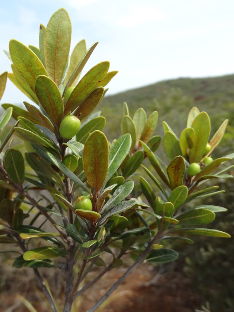Pleioluma crebrifolia, Munzinger, J 7452--New Caledonia. Tiebaghi. 17 Nov 2015. DSC03437 (89).JPG