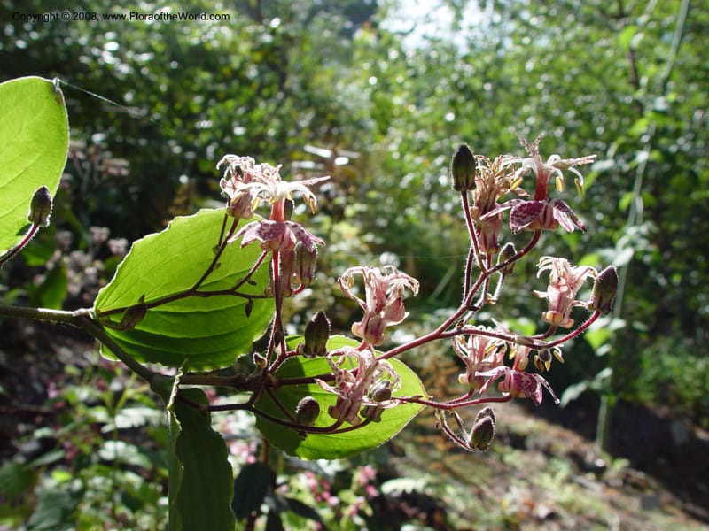 Tricyrtis macropoda, 82.1612--CA. UC Berkeley Bot. Gdn. 19 Sep 03. 007.jpg