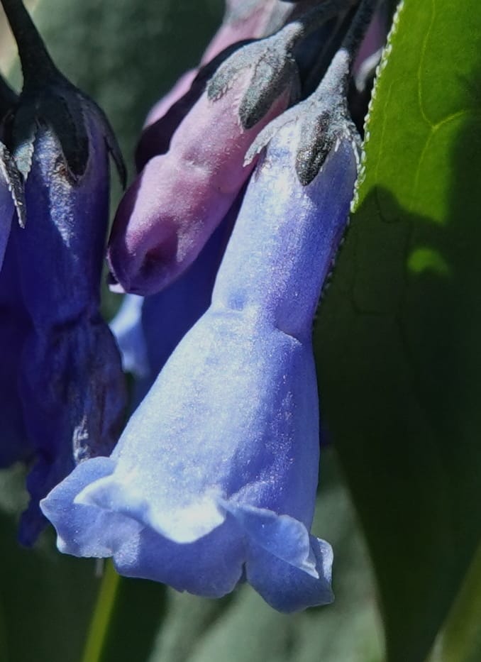 Mertensia ciliata, C. Davidson 13875--ID. Fremont Co. Sawtelle Pk. Stop 7. 30 Jul 2018. DSC08259 (6).JPG