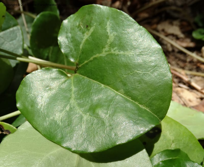 Asarum minus, Davidson, C 13010--Tennessee. Greene Co. Paint Rock, Paint Cr. 15 May 2016 (39).JPG