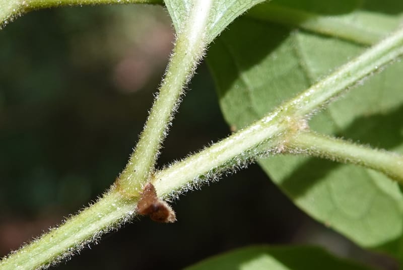 Aporosa dioica, D. Boufford 44137--China. Yunnan. Pu Wen to Da Du Gang on G213. 4 May 2018. DSC01724 (188).JPG