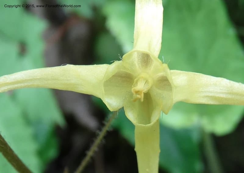 Epimedium, Boufford, D 43586--China. Sichuan. Tudiling Tunnel. 6 May 2014. DSC03860 (204).JPG