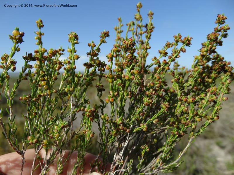 Erica, Davidson, C 12302B--South Africa. Western Cape. De Hoop Nature Res. 22 Jan 2014. DSC01681 (118).JPG