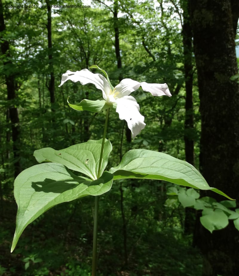 Trillium grandiflorum, Davidson, C 12998--North Carolina. Macon Co. Standing Indian. 14 May 2015. DSC05212 (232).JPG