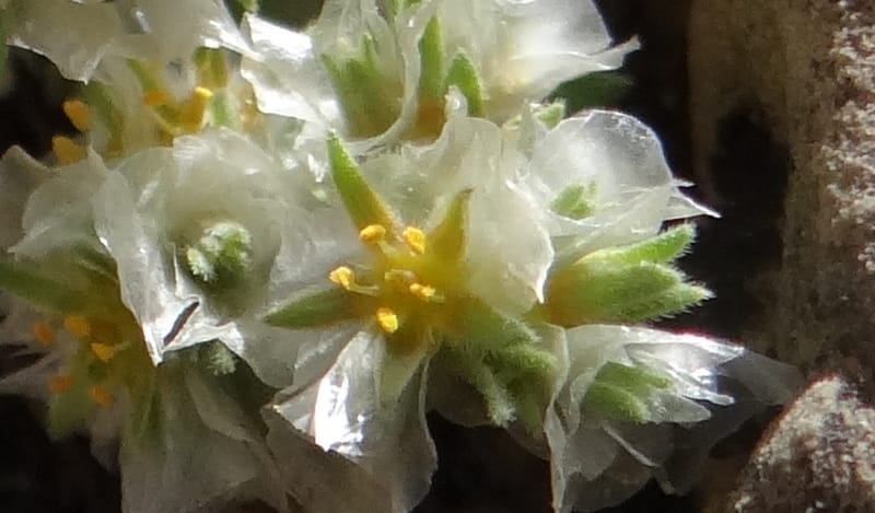 Paronychia kurdica--Iraq. Kurdistan. Shakh-i-Pira Magrun. 24 May 2013. DSC05074 (131).JPG