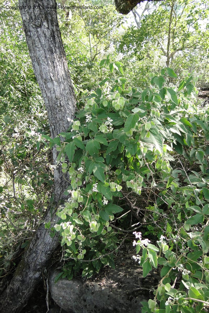 Serjania, W. D. Stevens 31155--Paraguay. Edo. Concepcion. Garay Cue. 19 Mar 2011. 025.jpg