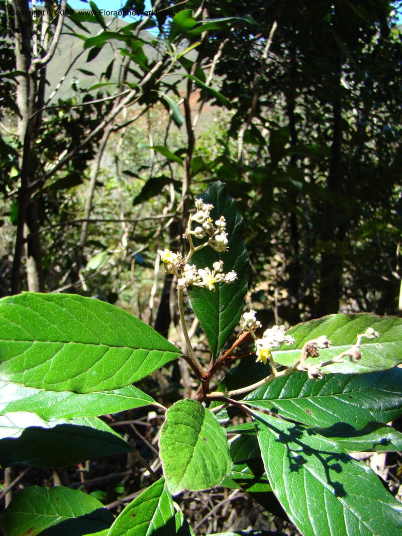 Argophyllum, JMunzinger4653--N.Caled. Dumbea Dam in Dumbea Riv, S of Noumea. 11 Nov 07. 069.jpg