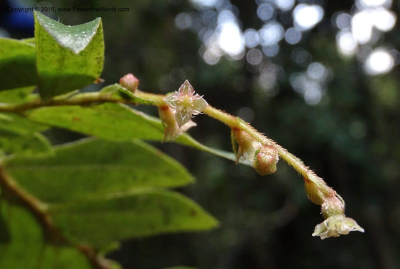 Anisophyllea disticha, Davidson, C 12897--Sabah. Deramakot For. Res. 24 Mar 2015. DSC00089 (102).JPG