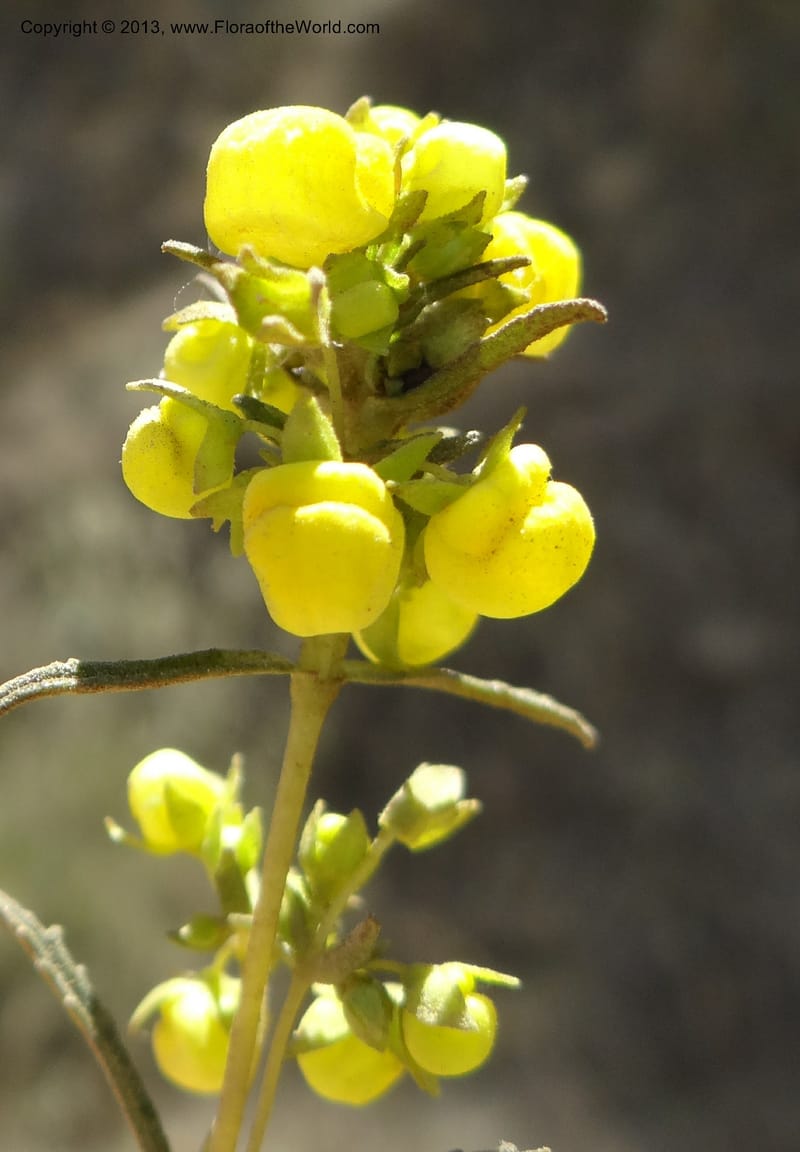 Calceolaria, WDS 34050--Chile. Pichilemu. 13 Feb 2013. DSC00590 (195).JPG