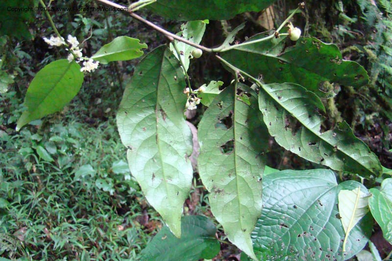 Maytenus undata, WKindeketa2977--Tanz. Rungwe Distr. Rungwe For. Res. 24 Jan 08. 160.jpg