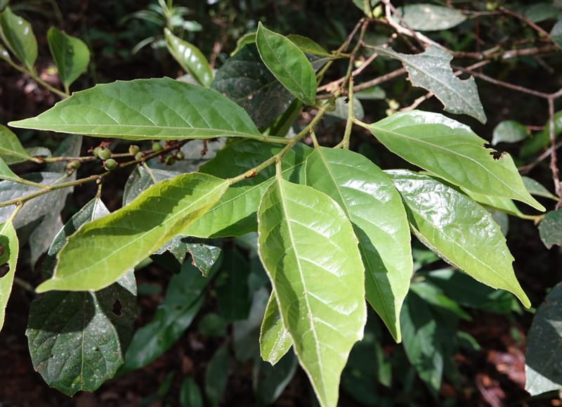 Aporosa dioica, D. Boufford 44137--China. Yunnan. Pu Wen to Da Du Gang on G213. 4 May 2018. DSC01724 (160).JPG