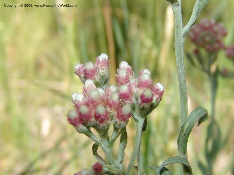 Antennaria rosea, CDavidson11091--ID. Idaho Co. Warren Wagon Rd., Sesesh Meadow. 8 Jul 07. 032.jpg