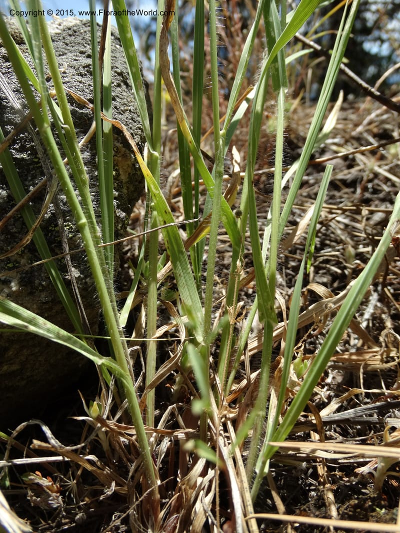 Bromus anomalus, Davidson, C 12563--Idaho. Valley Co. Payette Lake. Sylvan Beach. 12 Jul 2014. DSC09429 (147).JPG